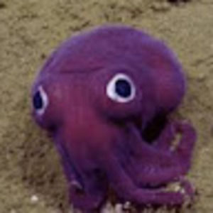 Meet your Posher, Bun